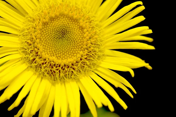Yellow daisy close up — Stock Photo, Image