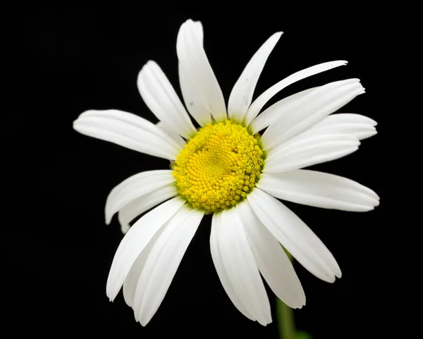 Weiße Gänseblümchenblümchen auf schwarz — Stockfoto