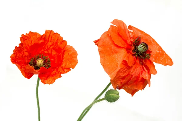 Rode papaver bloemen op een wit — Stockfoto