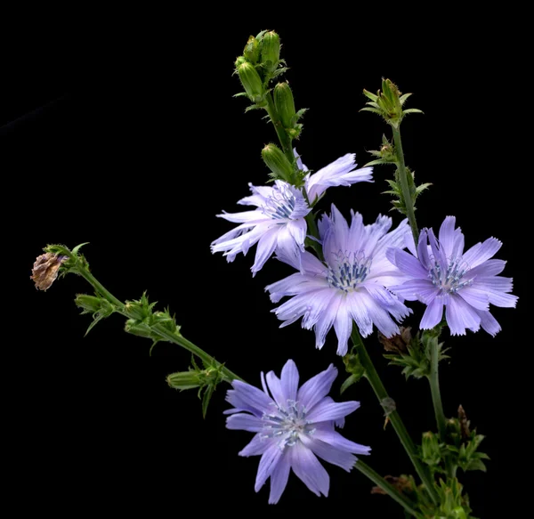 Chicory on black background — Stock Photo, Image