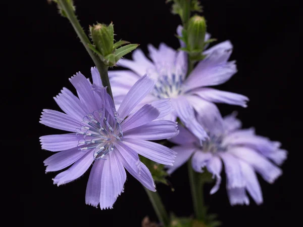 Chicory on black background — Stock Photo, Image