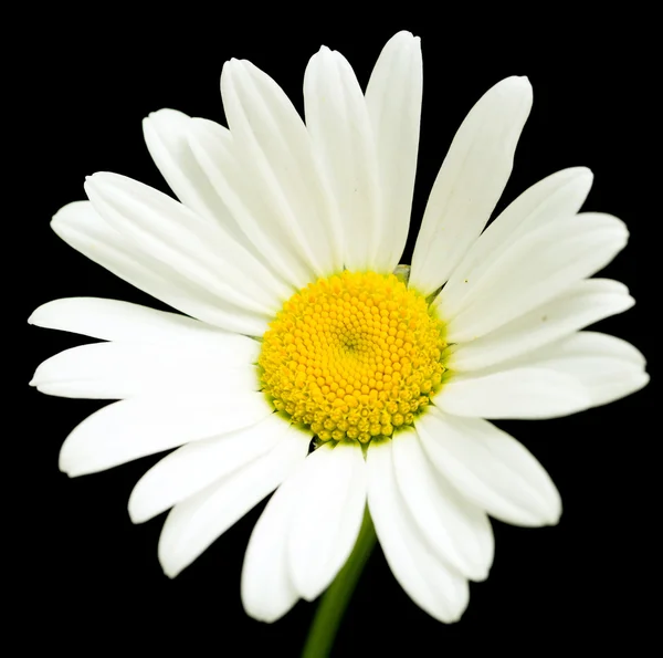 Fiore margherita bianco su nero — Foto Stock