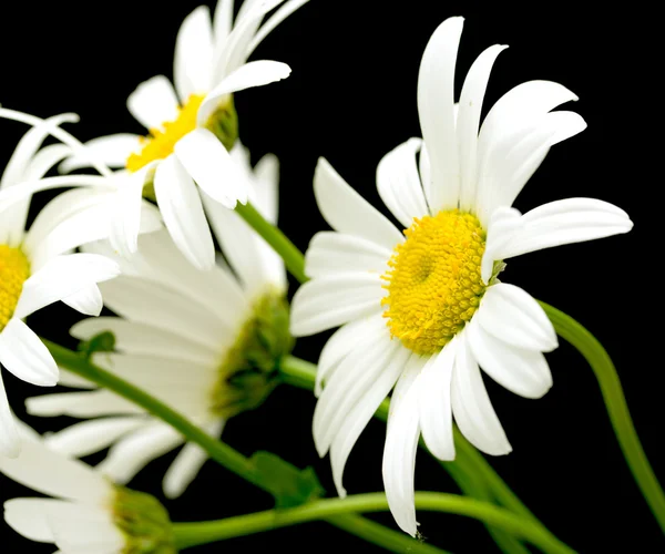 Fiori di margherita bianchi — Foto Stock