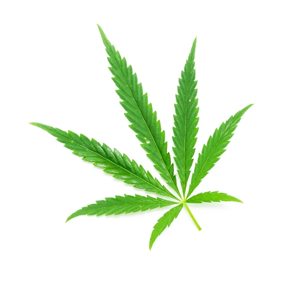 Green leaf of marijuana — Stock Photo, Image