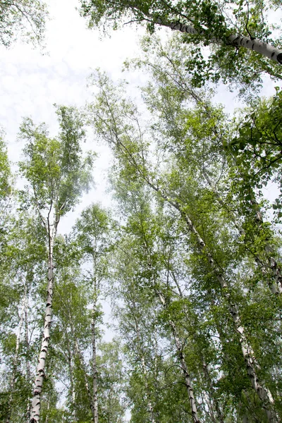 Bétulas brancas na floresta — Fotografia de Stock