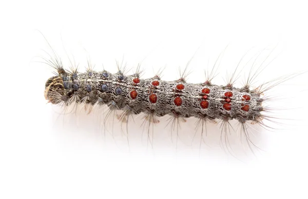 Gypsy moth larv — Stockfoto