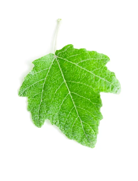 Hoja verde sobre blanco — Foto de Stock