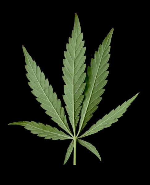 Green leaf of marijuana — Stock Photo, Image