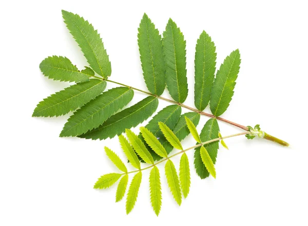 Green leaves on a white — Stock Photo, Image