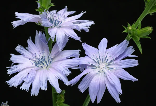 Chicory on black background — Stock Photo, Image