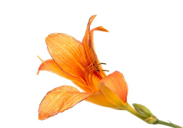 Orange lily flower — Stock Photo, Image