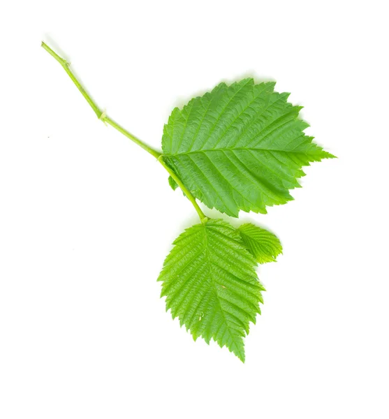 Grüne Blätter auf weißem Grund — Stockfoto