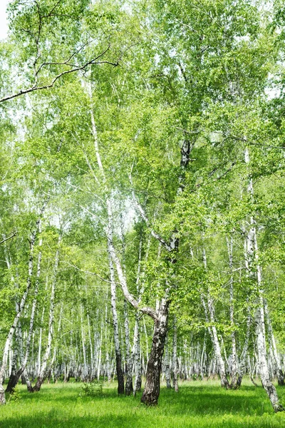 White birch trees in the forest — Stock Photo, Image