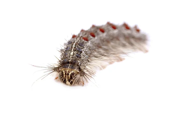 Gypsy moth larv — Stockfoto