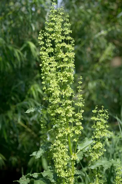 Floração Rumex acetosella — Fotografia de Stock