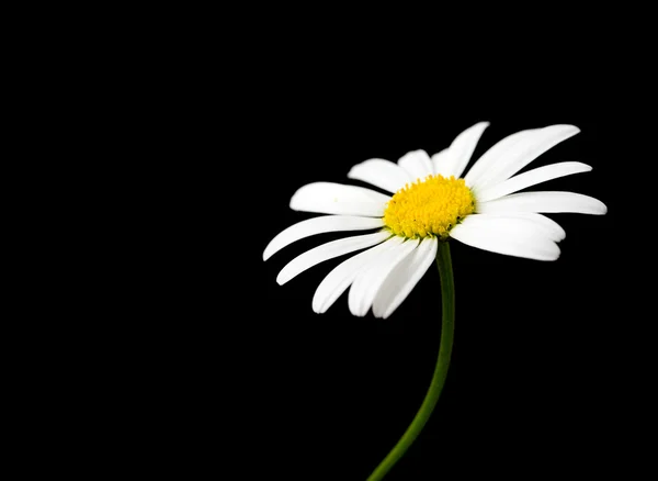 Witte margriet bloemen op black — Stockfoto