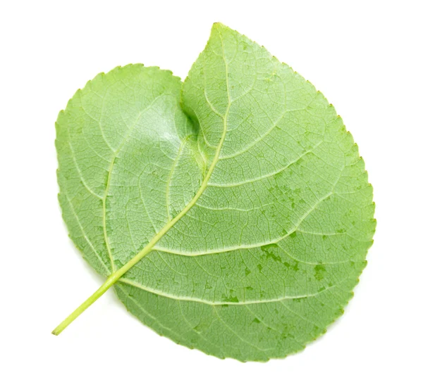 Folha verde em branco — Fotografia de Stock