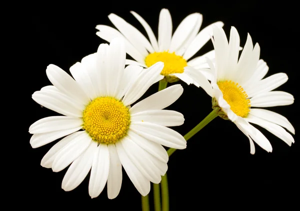 Fleurs de marguerite blanche — Photo