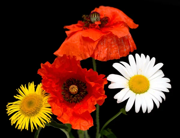 Wild flowers on black