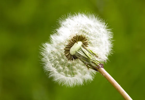 Semillas de diente de león al aire libre —  Fotos de Stock