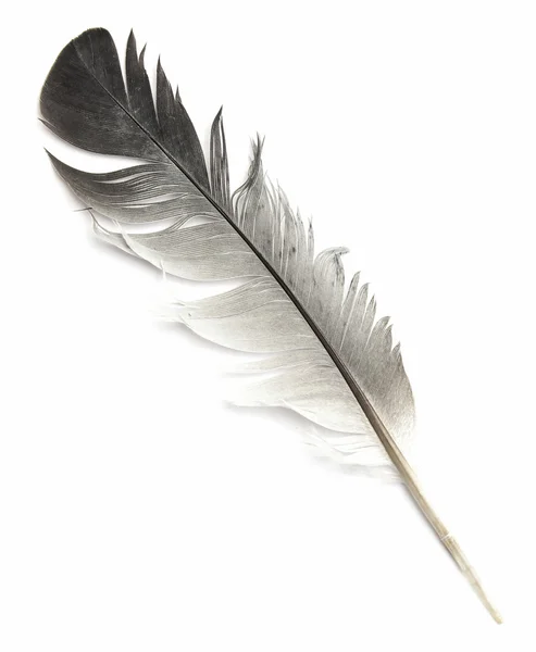 Перо птаха на білому — стокове фото
