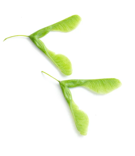 Klon zielony nasiona na białym tle Obrazek Stockowy