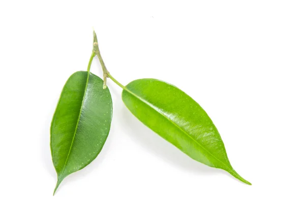 Folhas verdes de coca — Fotografia de Stock