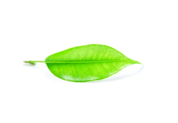 Liść zielony coca — Zdjęcie stockowe