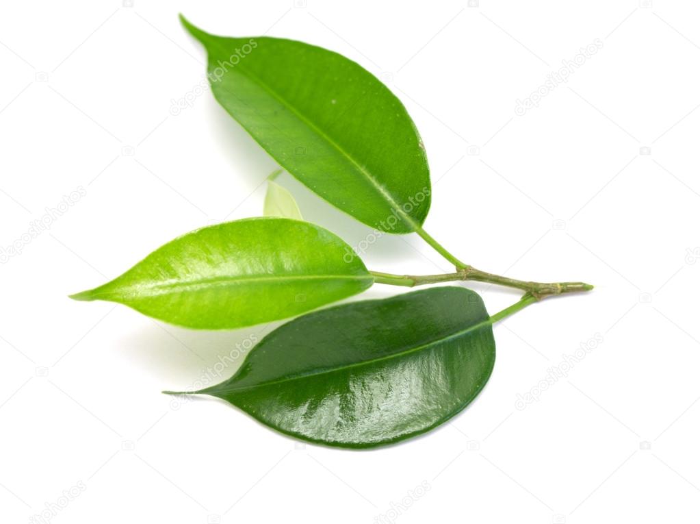 Green coca leaves