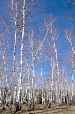 Beyaz huş ağaçları
