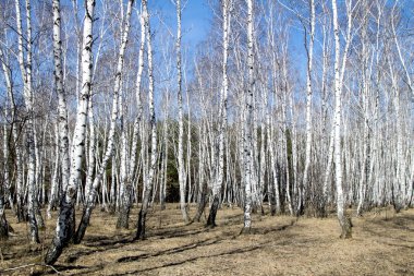 Beyaz huş ağaçları