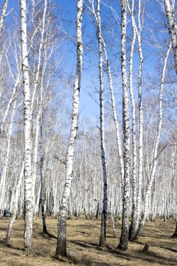 Beyaz huş ağaçları