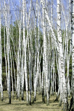 Beyaz huş ağaçları