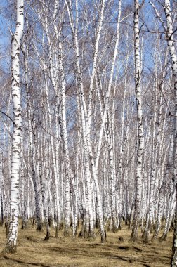 Beyaz huş ağaçları