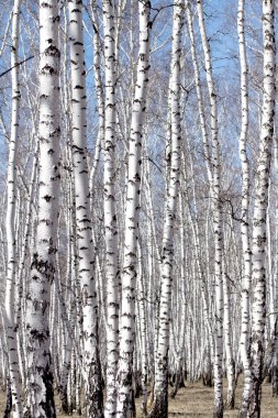 Beyaz huş ağaçları