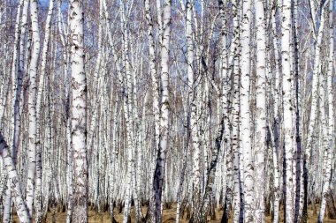 Beyaz huş ağaçları