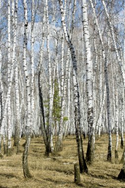 Beyaz huş ağaçları