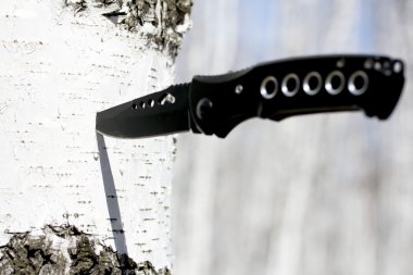 Bıçak bir huş ağacı içinde sıkışmış