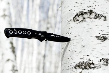 Bıçak bir huş ağacı içinde sıkışmış