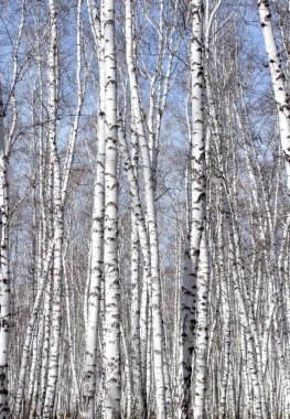 Beyaz huş ağaçları