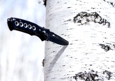 Bıçak bir huş ağacı içinde sıkışmış