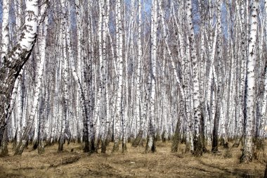 Beyaz huş ağaçları