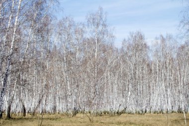 Beyaz huş ağaçları