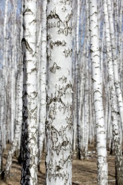 Beyaz huş ağaçları