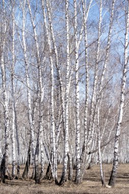 Beyaz huş ağaçları