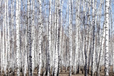 Beyaz huş ağaçları