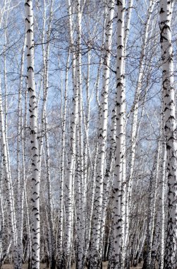Beyaz huş ağaçları