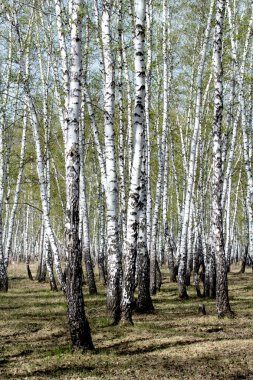 Bahar huş ağacı orman