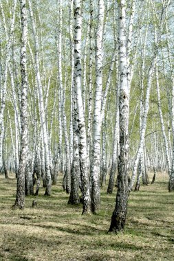 Bahar huş ağacı orman