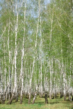 Bahar huş ağacı orman